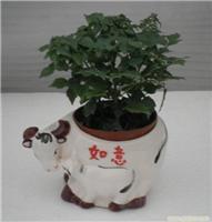 上海幸福樹植物租賃服務(wù) 價(jià)格、圖片與詳情一覽