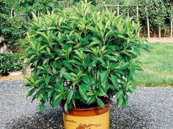 廣州鮮花綠植全周期服務(wù) 出租、銷(xiāo)售、租賃、出擺與專(zhuān)業(yè)養(yǎng)護(hù)一體化解決方案